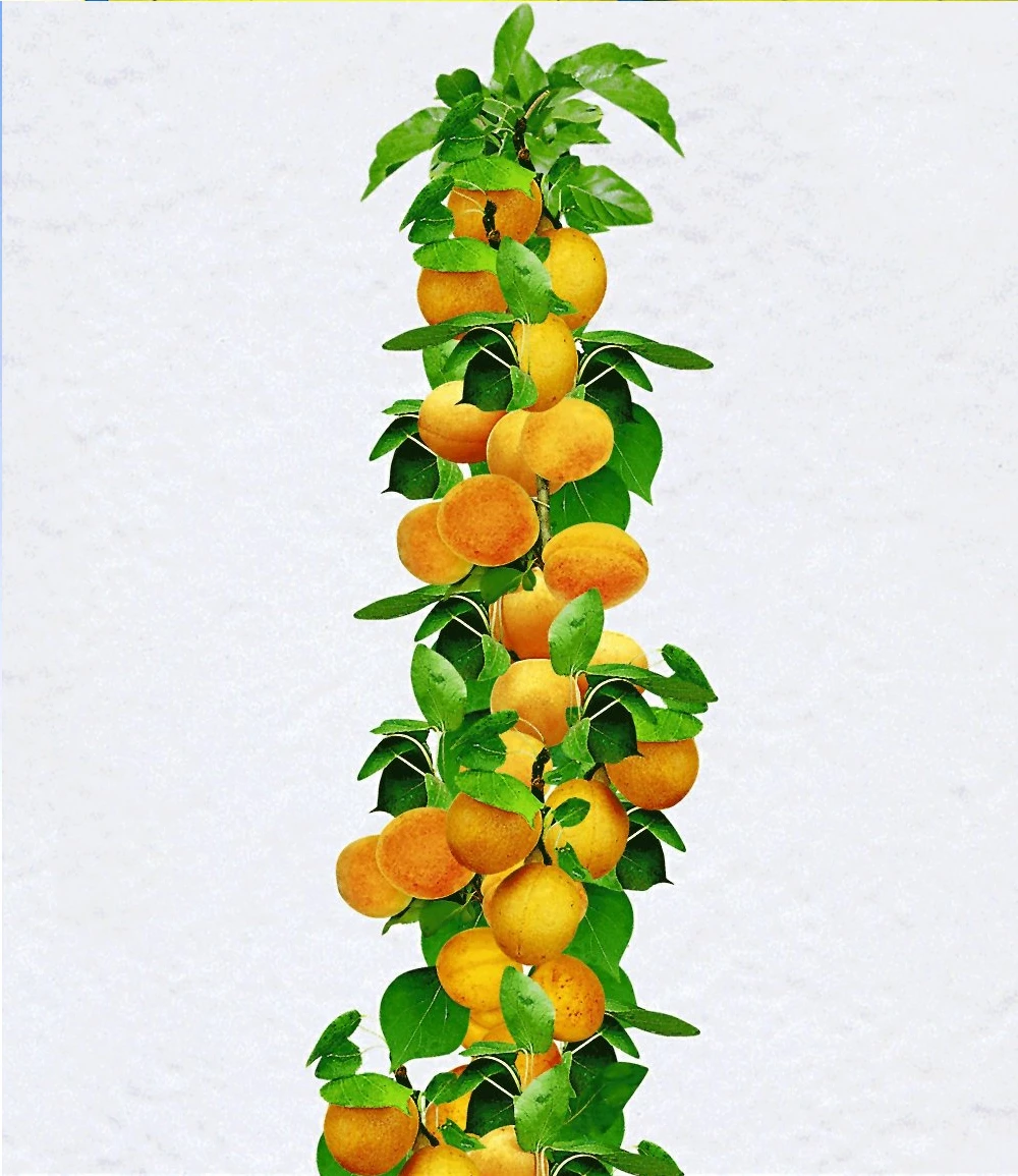 Obst Für Balkon & Terrasse 6 Obst Für Balkon & Terrasse – Bild 4