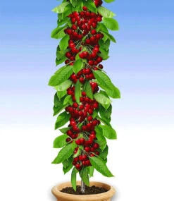 Obst Für Balkon & Terrasse 11 Obst Für Balkon & Terrasse -Gartenpflanzen Geschäft 8937412755486