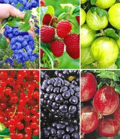 Beerenobst-Kollektion
