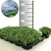 Isotoma 'Blue Foot®' 50 Stk., Trittfester Bodendecker, Rasen-Ersatz 1 Isotoma 'Blue Foot®' 50 Stk., Trittfester Bodendecker, Rasen-Ersatz -Gartenpflanzen Geschäft 8937470754846
