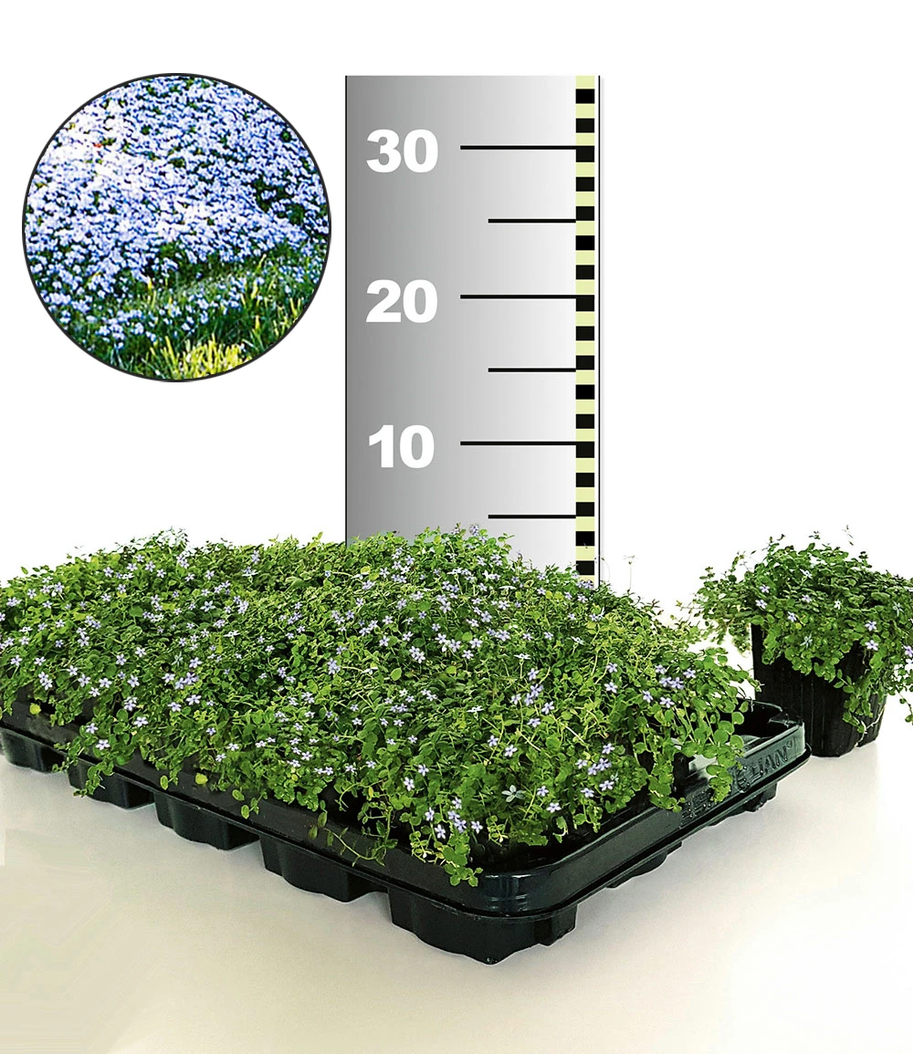 Isotoma 'Blue Foot®' 50 Stk., Trittfester Bodendecker, Rasen-Ersatz 3 Isotoma 'Blue Foot®' 50 Stk., Trittfester Bodendecker, Rasen-Ersatz