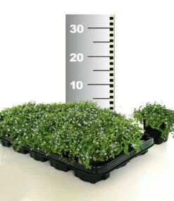 Isotoma 'Blue Foot®' 25 Stk., Trittfester Bodendecker, Rasen-Ersatz -Gartenpflanzen Geschäft 8937477242910