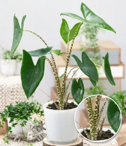 Alocasia 'Zebrina' Ca. 80 Cm Hoch