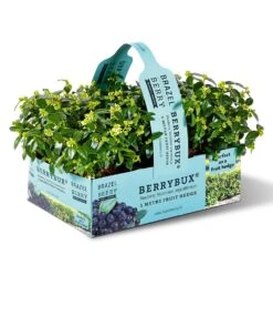 Heidelbeer-Hecke 'BERRYBUX®' -Gartenpflanzen Geschäft 8947740868638