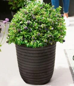 Heidelbeer-Hecke 'BERRYBUX®' -Gartenpflanzen Geschäft 8948121108510