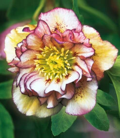 Gefüllte Christrosen 'Festival-Mix', 2er-Set 8 Gefüllte Christrosen 'Festival-Mix', 2er-Set -Gartenpflanzen Geschäft 8948143587358