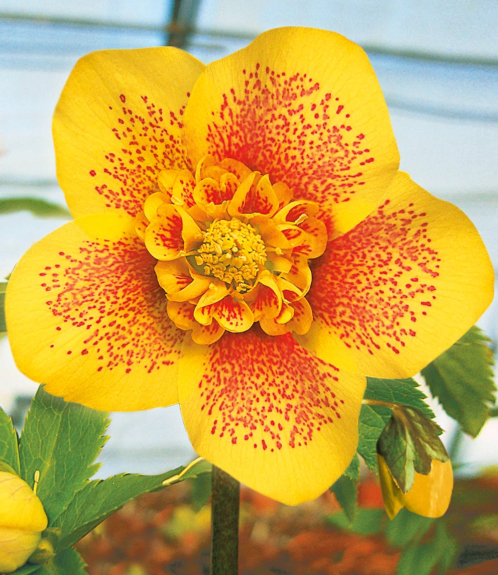 Gefüllte Christrosen 'Festival-Mix', 2er-Set 6 Gefüllte Christrosen 'Festival-Mix', 2er-Set – Bild 4