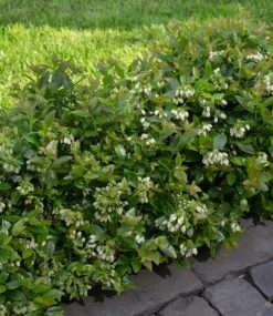 Heidelbeer-Hecke 'BERRYBUX®' -Gartenpflanzen Geschäft 8948164165662