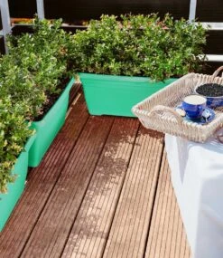 Heidelbeer-Hecke 'BERRYBUX®' -Gartenpflanzen Geschäft 8948164296734