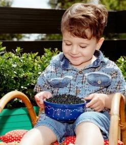 Heidelbeer-Hecke 'BERRYBUX®' -Gartenpflanzen Geschäft 8948164427806