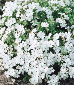 Phlox-Mix 'Flowers Of The Sea' -Gartenpflanzen Geschäft 8951536156702