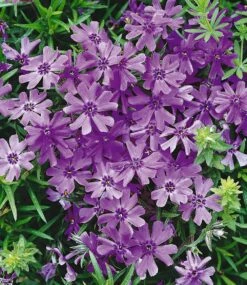 Phlox-Mix 'Flowers Of The Sea' -Gartenpflanzen Geschäft 8952372592670