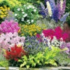 Buntes Staudenbeet 'Multi-Colour' -Gartenpflanzen Geschäft 8954877149214