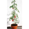 Tomatenturm 120 Cm -Gartenpflanzen Geschäft 8955443281950