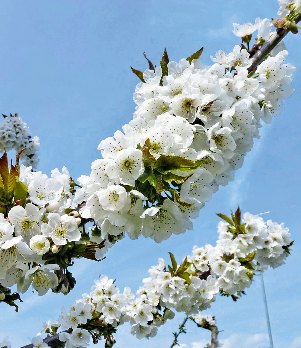 Selbstfruchtende Süßkirsche 'Swing' 3 Selbstfruchtende Süßkirsche 'Swing' – Bild 2