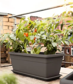EMSA® 'My City Garden' Pflanztrog Granit 80x35x34 Cm
