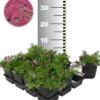 Roter Teppich-Phlox 50 Stk. -Gartenpflanzen Geschäft 8960432537630