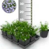 Blauer Teppich-Phlox 50 Stk. -Gartenpflanzen Geschäft 8960441843742