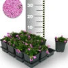 Teppichphlox 'Emerald Pink' 50 Stk. 2 Teppichphlox 'Emerald Pink' 50 Stk. -Gartenpflanzen Geschäft 8960442105886