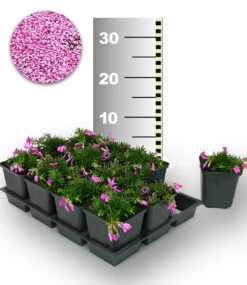 Teppichphlox 'Emerald Pink' 50 Stk.