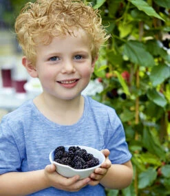 Maulbeere 'BonBon Berry®' -Gartenpflanzen Geschäft 8961164673054