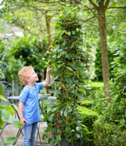 Maulbeere 'BonBon Berry®' -Gartenpflanzen Geschäft 8961413349406