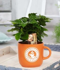 Coffea Arabica Inkl. Keramiktopf -Gartenpflanzen Geschäft 8961651736606