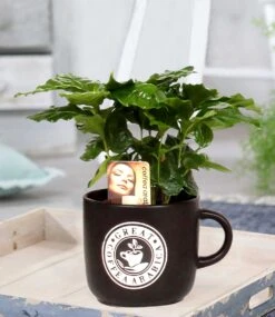 Coffea Arabica Inkl. Keramiktopf -Gartenpflanzen Geschäft 8961651867678