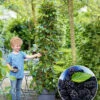 Maulbeere 'BonBon Berry®' -Gartenpflanzen Geschäft 8961709965342