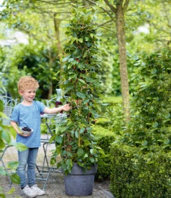 Maulbeere 'BonBon Berry®' -Gartenpflanzen Geschäft 8961710030878