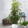 Ficus Benjamini 'Exotica' Ca. 80-90 Cm Hoch -Gartenpflanzen Geschäft 8961785430046