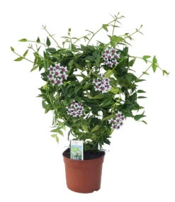 Wachsblume 'Hoya Bella' -Gartenpflanzen Geschäft 8961799159838