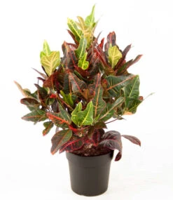 Wunderstrauch 'Kroton' Ca. 55-65 Cm Hoch -Gartenpflanzen Geschäft 8962109308958