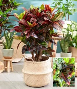 Wunderstrauch 'Kroton' Ca. 55-65 Cm Hoch