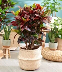 Wunderstrauch 'Kroton' Ca. 55-65 Cm Hoch -Gartenpflanzen Geschäft 8962153512990