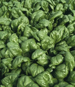 Hochbeet Saatgut-Box -Gartenpflanzen Geschäft 8964682416158