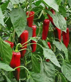 Hochbeet Saatgut-Box -Gartenpflanzen Geschäft 8964682612766