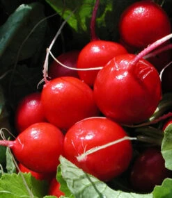 Hochbeet Saatgut-Box -Gartenpflanzen Geschäft 8964682743838