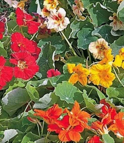 Hochbeet Saatgut-Box -Gartenpflanzen Geschäft 8964682809374