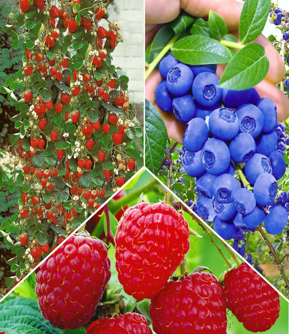 Beeren Naschgarten 3 Beeren Naschgarten