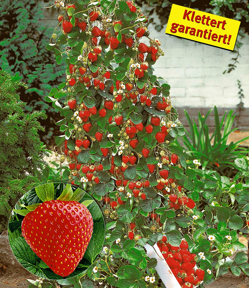 Beeren Naschgarten 4 Beeren Naschgarten – Bild 2