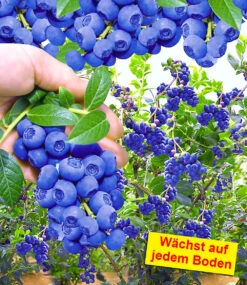 Beeren Naschgarten 8 Beeren Naschgarten -Gartenpflanzen Geschäft 8965933924382