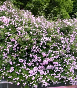 Rambler-Rose 'Paul's Himalayan Musk Rambler' -Gartenpflanzen Geschäft 8968829337630