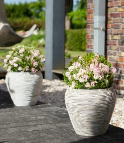 Rhododendron 'Nugget By Bloombux®' -Gartenpflanzen Geschäft 8969102327838