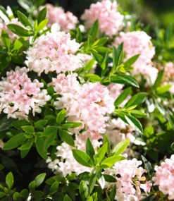 Rhododendron 'Nugget By Bloombux®' -Gartenpflanzen Geschäft 8969102458910