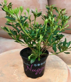 Rhododendron 'Nugget By Bloombux®' -Gartenpflanzen Geschäft 8969102786590