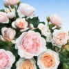 Parfum-Rose 'Jardin Des Tuileries®' 1 Parfum-Rose 'Jardin Des Tuileries®' -Gartenpflanzen Geschäft 8969413754910