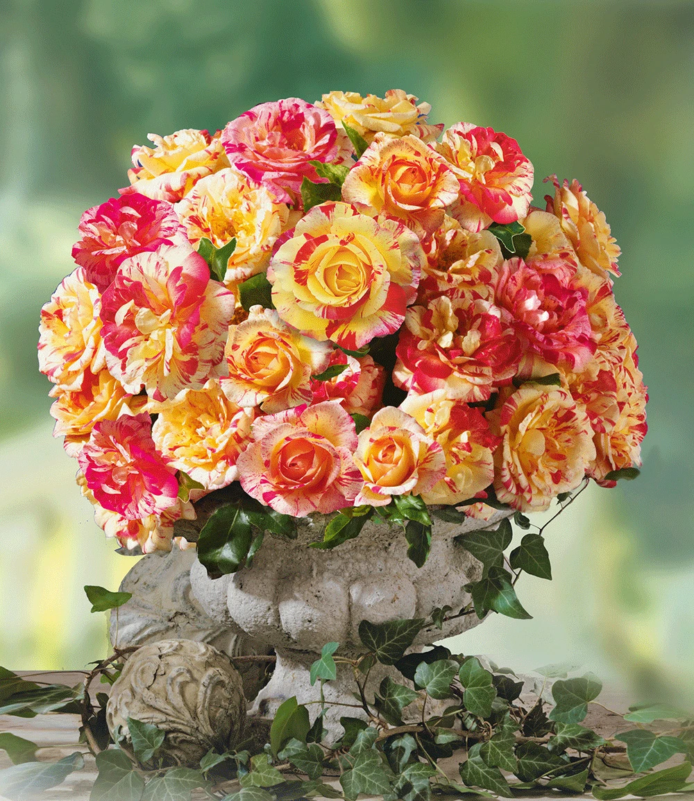 Kleine Malerrosen®-Kollektion 6 Kleine Malerrosen®-Kollektion – Bild 4