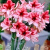 Amaryllis 'Charisma' -Gartenpflanzen Geschäft 8969590439966
