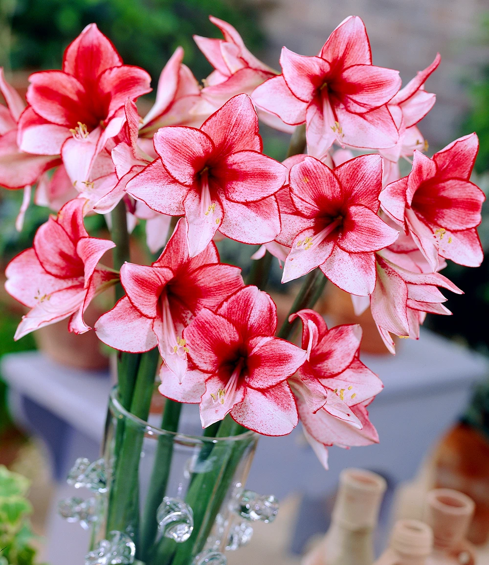 Amaryllis 'Charisma' 3 Amaryllis 'Charisma'